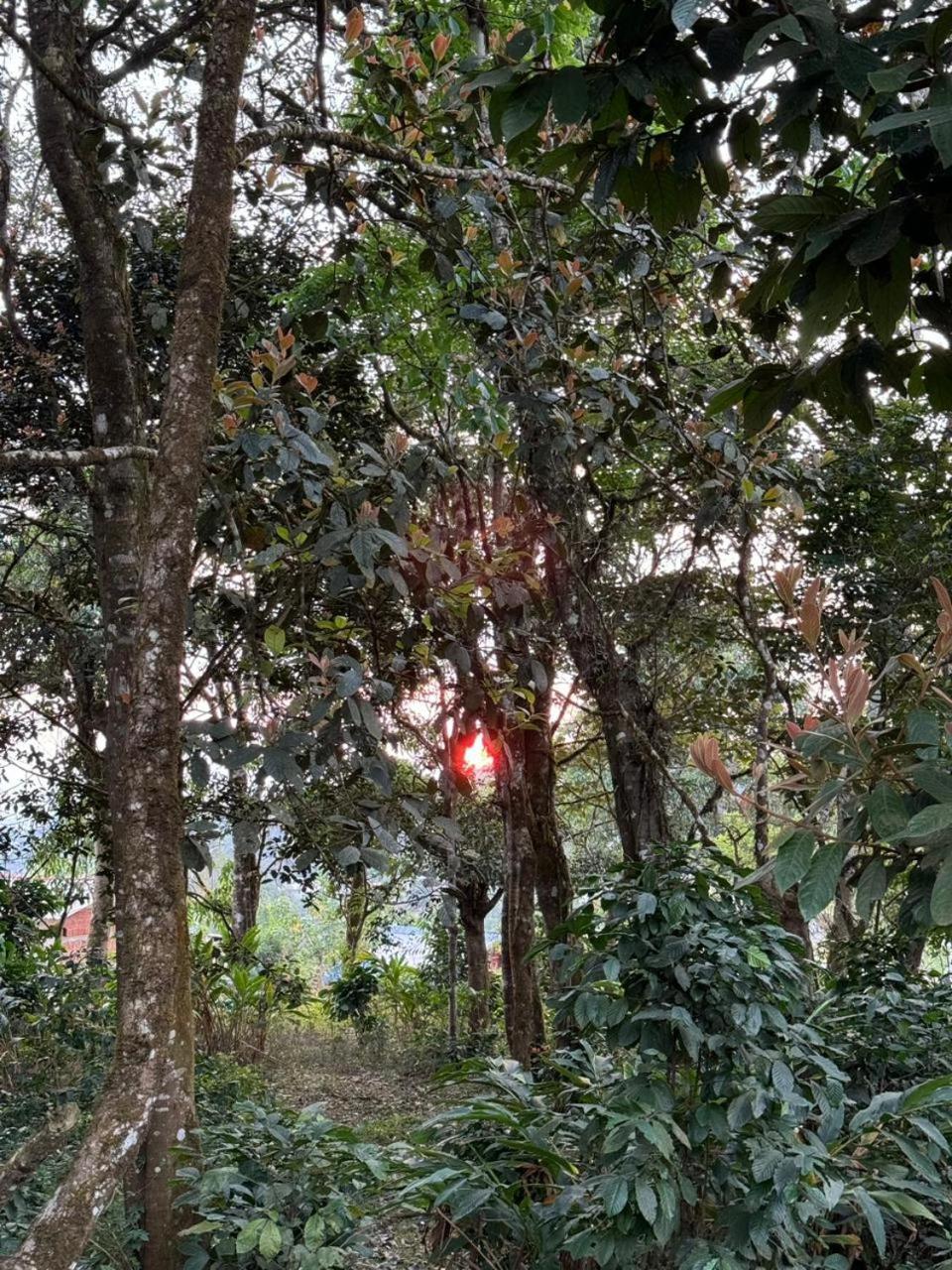 Shrenya Orchidz-Coorg Nature Stay Madikeri Eksteriør billede
